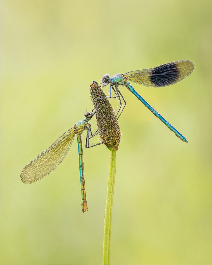 1st Jay Birmingham Dew-Covered Banded Demoiselles