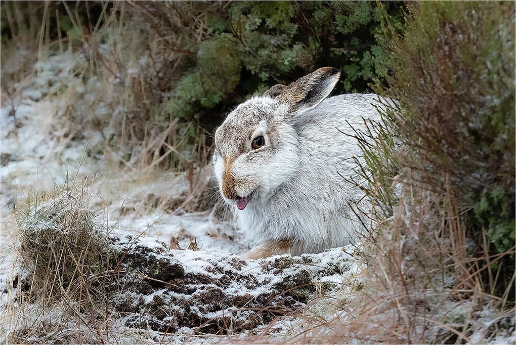 1st Paul Stokes Peak District Mountain Hare