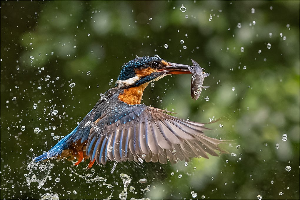 2nd Paul Stokes Emerging Kingfisher