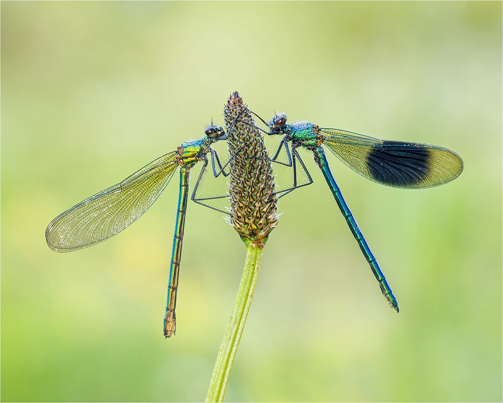 Banded Demoiselle Pair