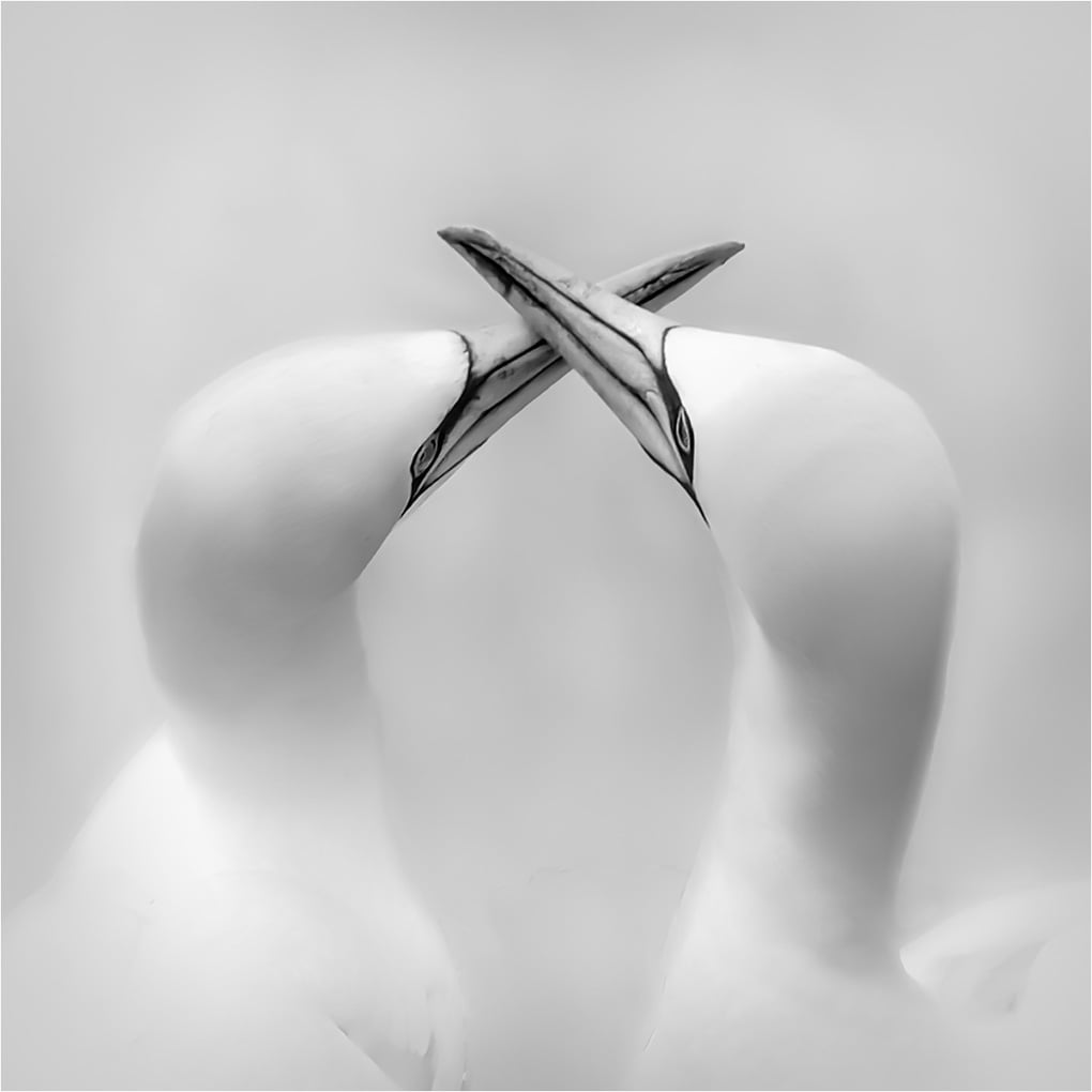 Romance