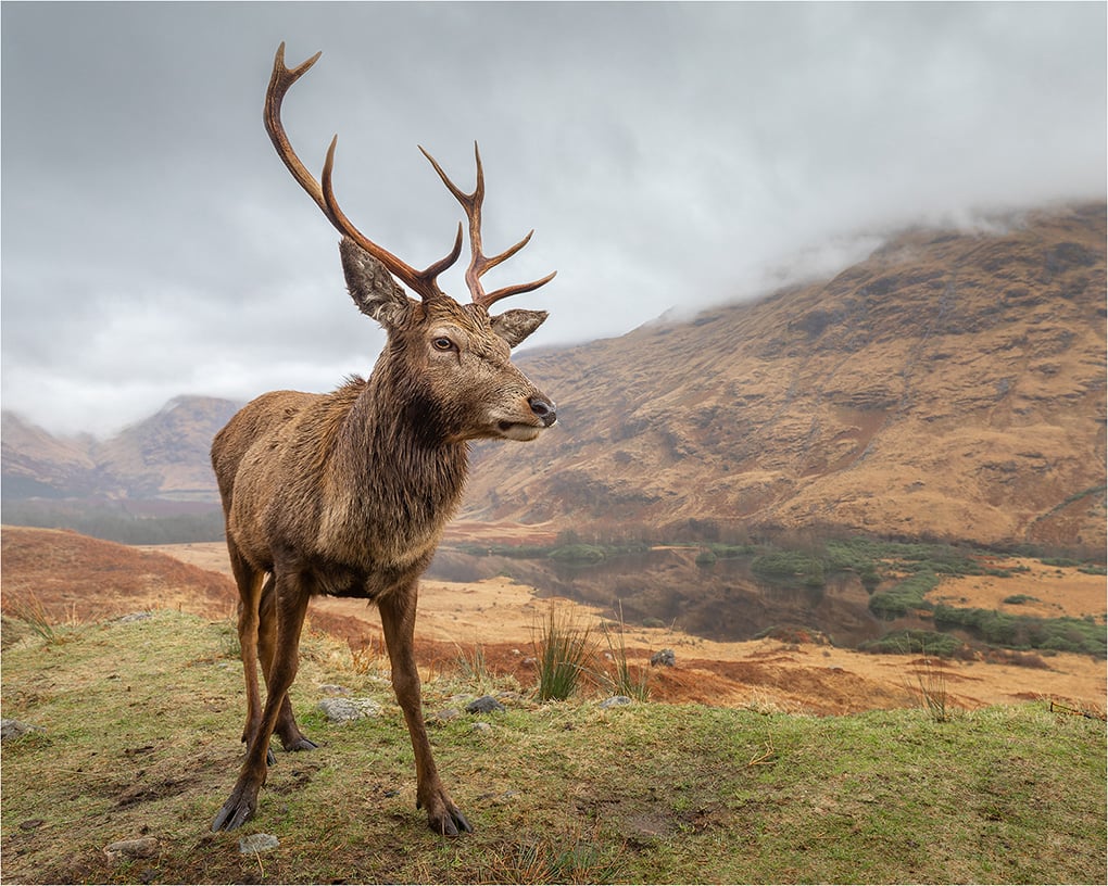 Red Deer in the Highlands