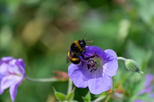 Bumblebee