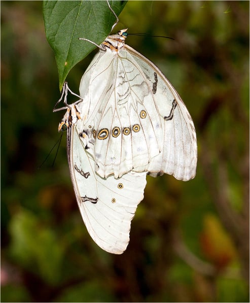 Butterflies in Love