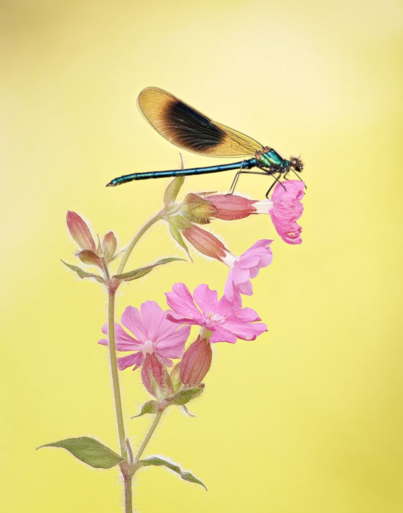 C Jay Birmingham Banded Demoiselle On Campion