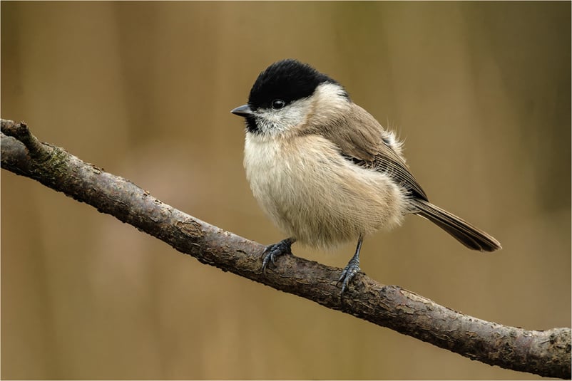 C Pete Atkins Marsh Tit