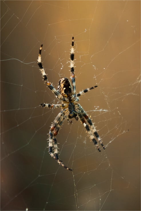 Cobweb Spider
