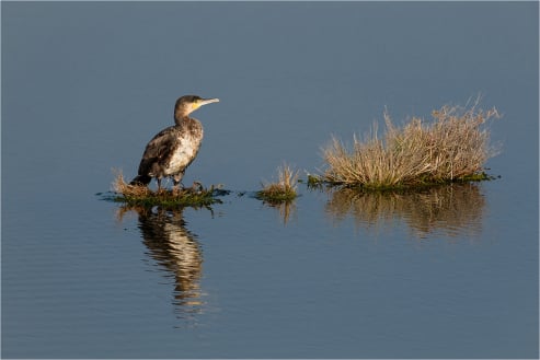 Cormorant in Evening Light