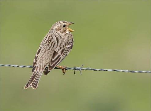Corn Bunting