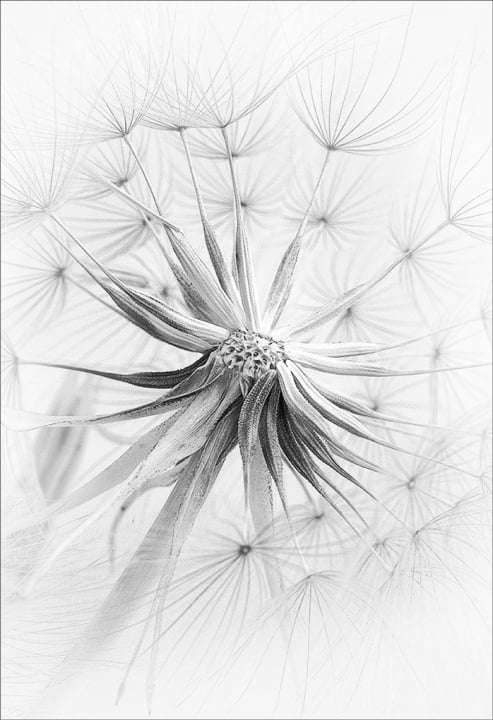 Impressions of a dandelion 