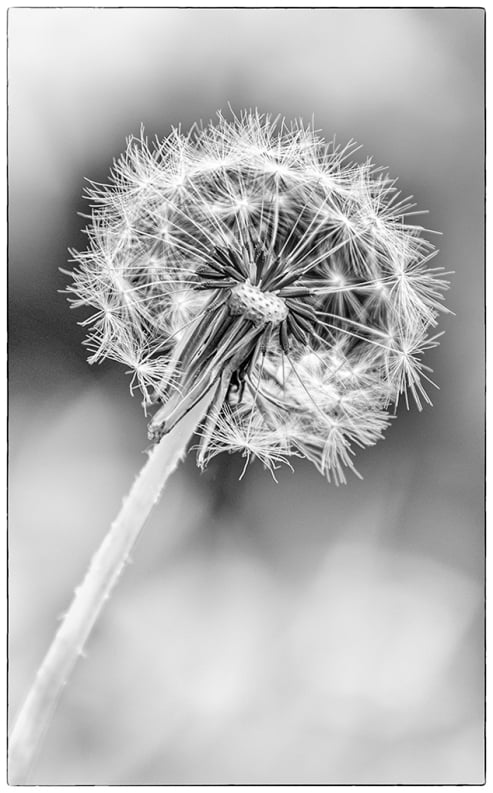 Dandelion