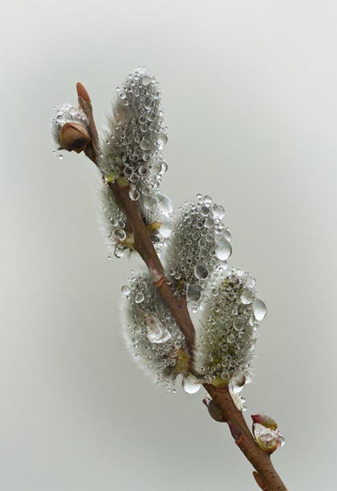 Dew Drops on Willows