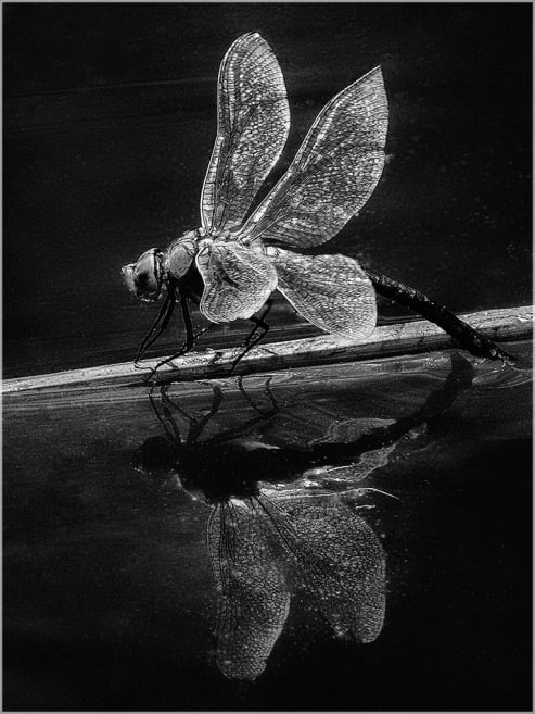 Dragon Fly Reflection