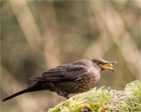 Female Blackbird Feeding