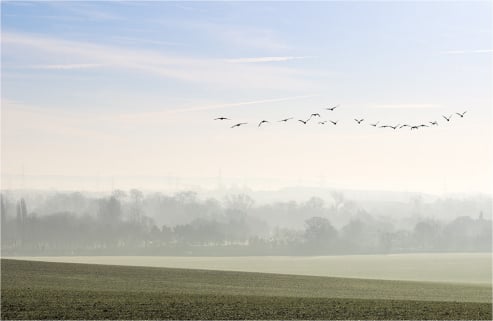 Flight in the Morning Mist
