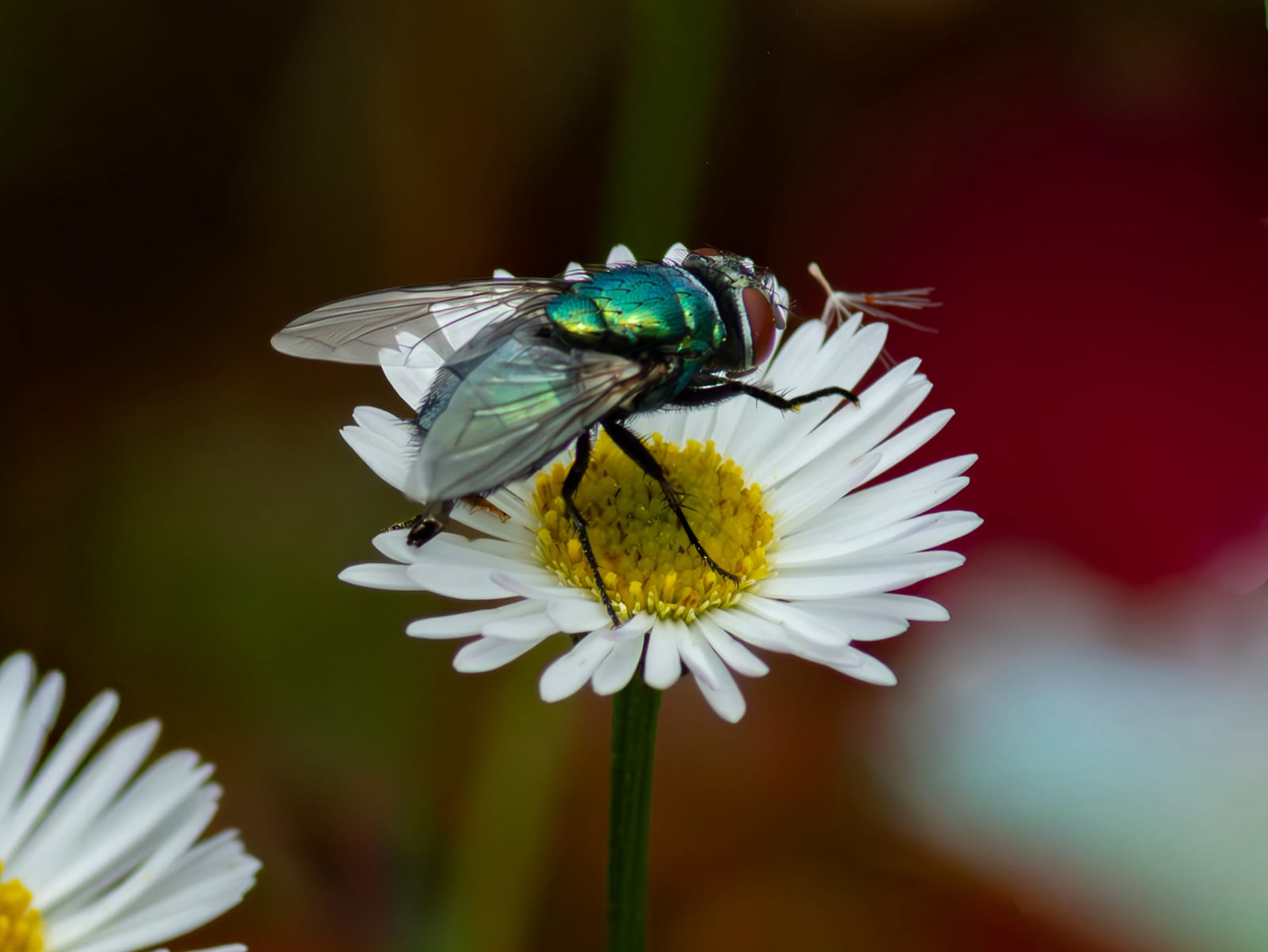 Fly