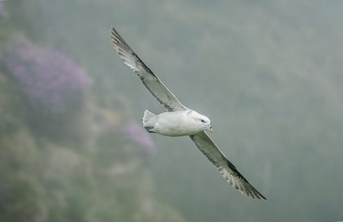 Fulmar