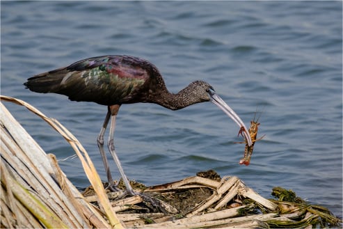Glossy Ibis with Signal Crayfish