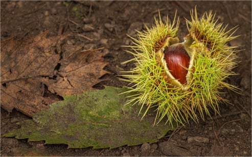 Horse Chestnut Seed Pod