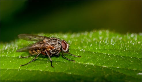 House Fly