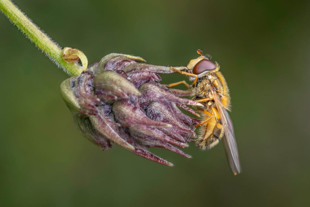 C Simon Stokes Hoverfly on Californian Lilac Bud