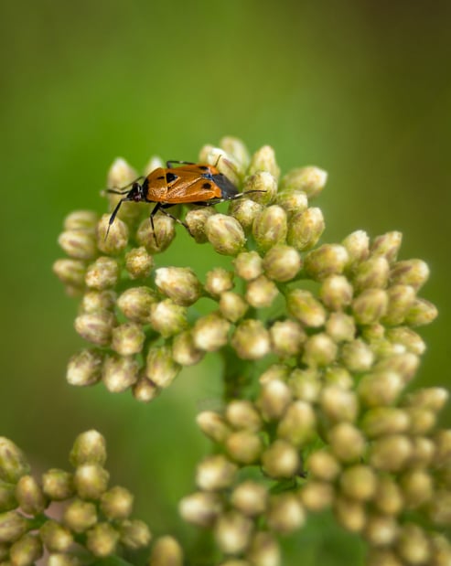 It's a Bugs Life