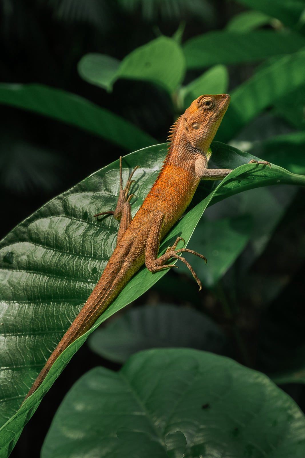 Lizard