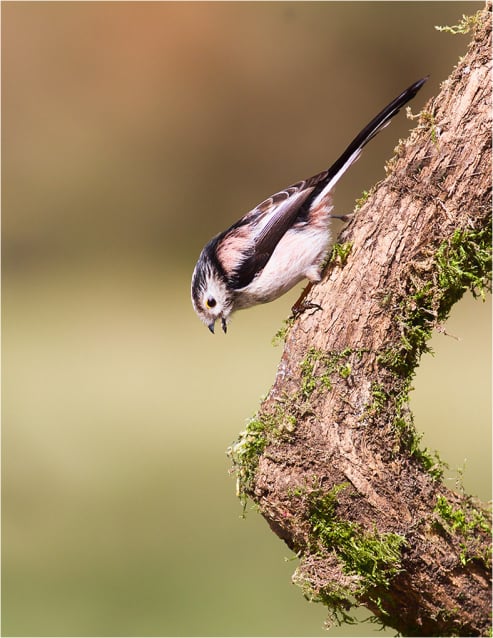 Long Tailed Tit