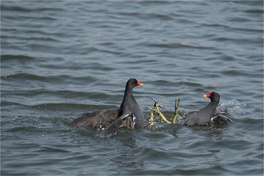 Moorhens Fighting
