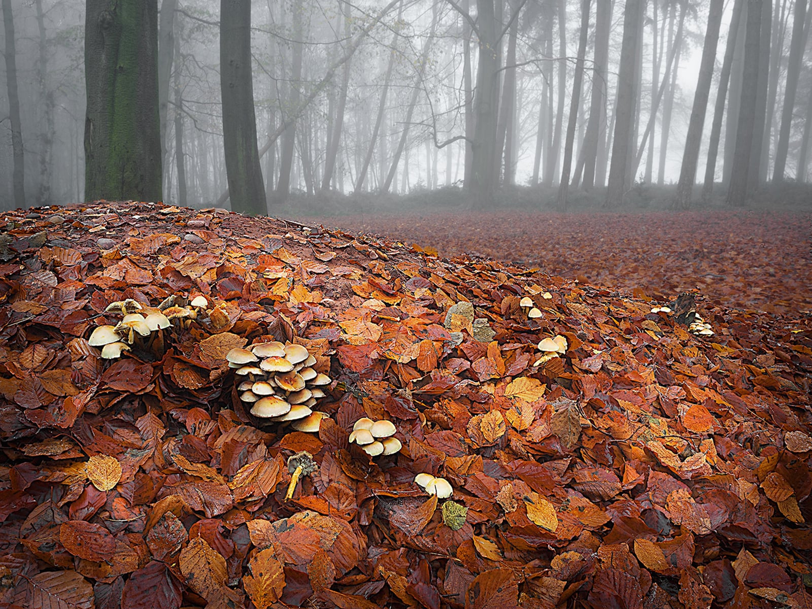 Mushroom Mound