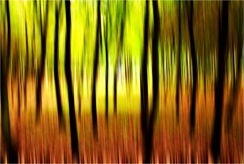 Mystical Forest