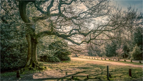 Natures Long Reach