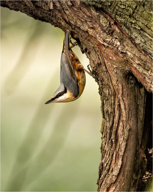Nuthatch Climbing