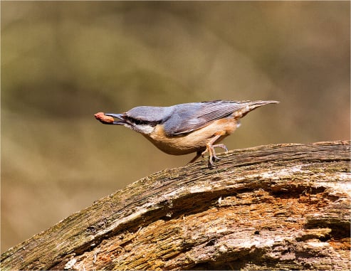 Nuthatch Feeding