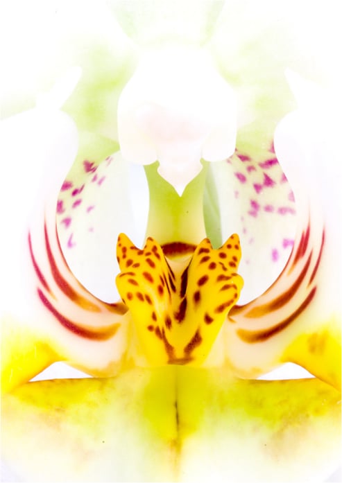 Orchid Heart