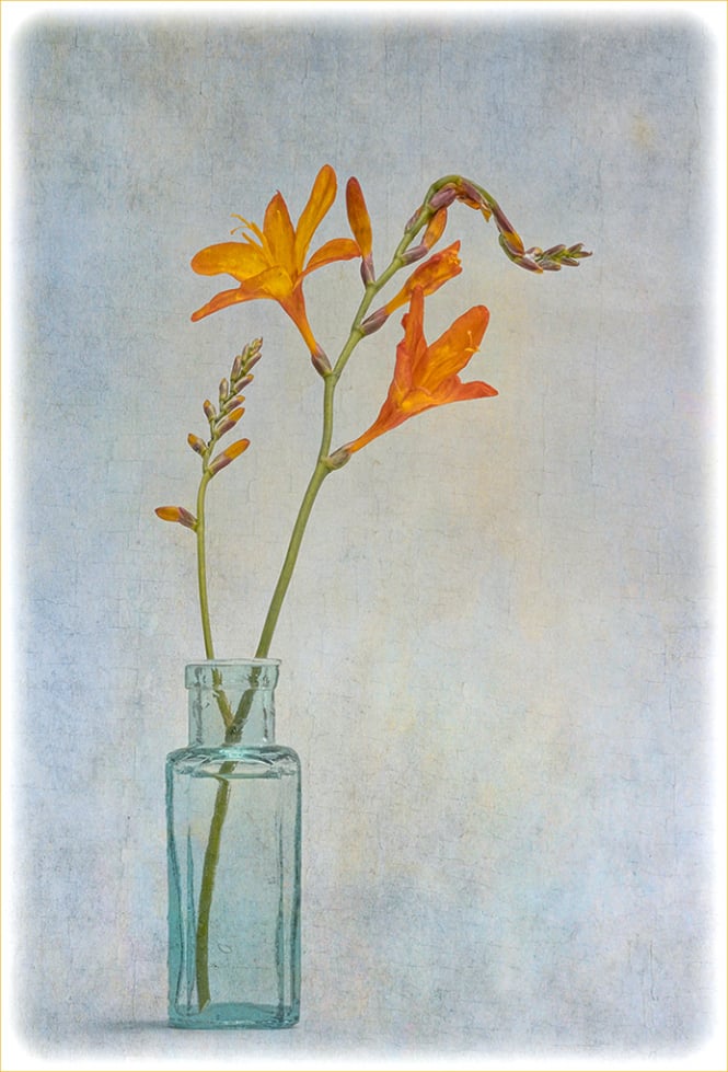 HC Pete Atkins - Crocosmia