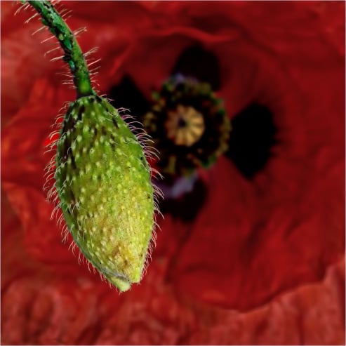 Poppy Bud