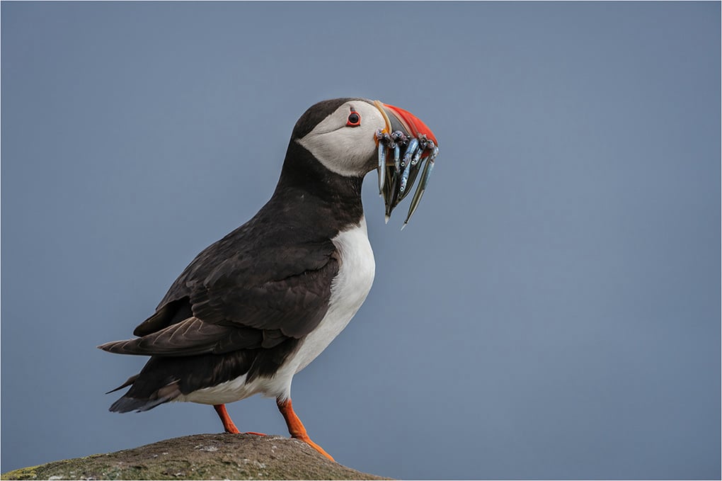 Puffin with Sandeels