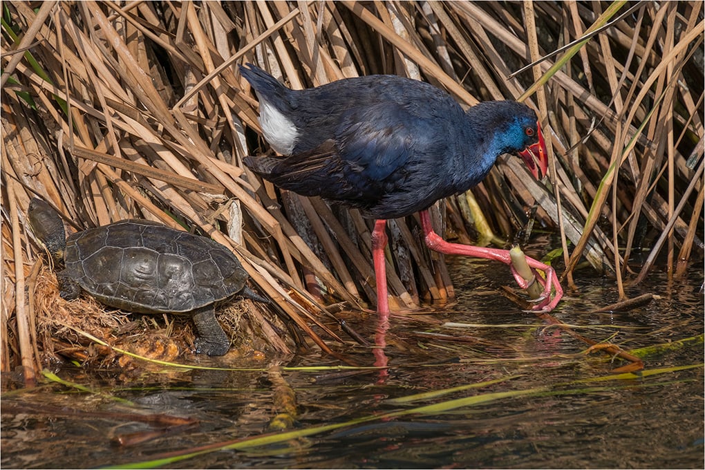 Purple Swamphen Feeding