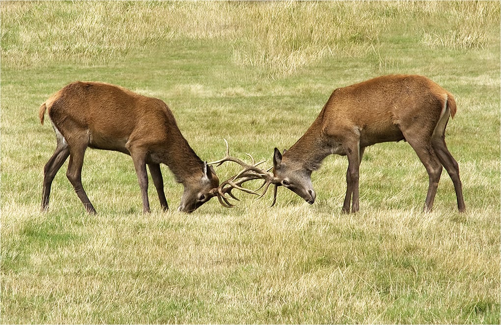 Red Deer Challenge