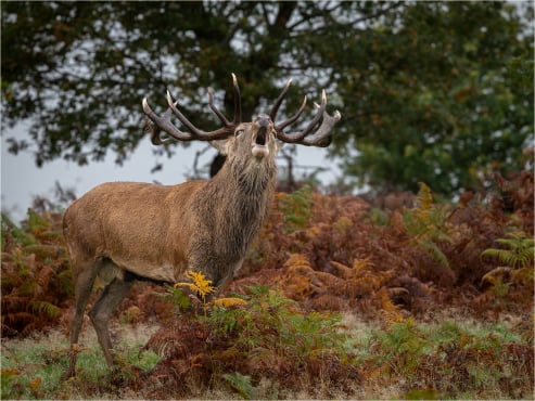 Red Stag Bellowing
