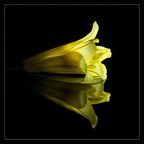 Reflecting Lily