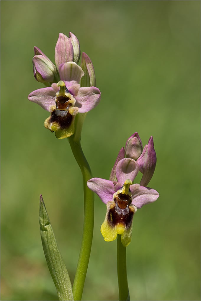 Sawfly Orchid