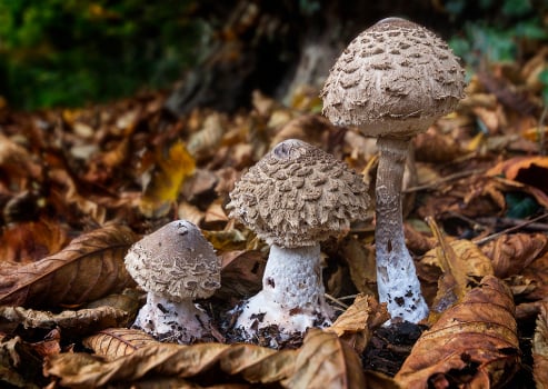 Shaggy Parasol in Habitat
