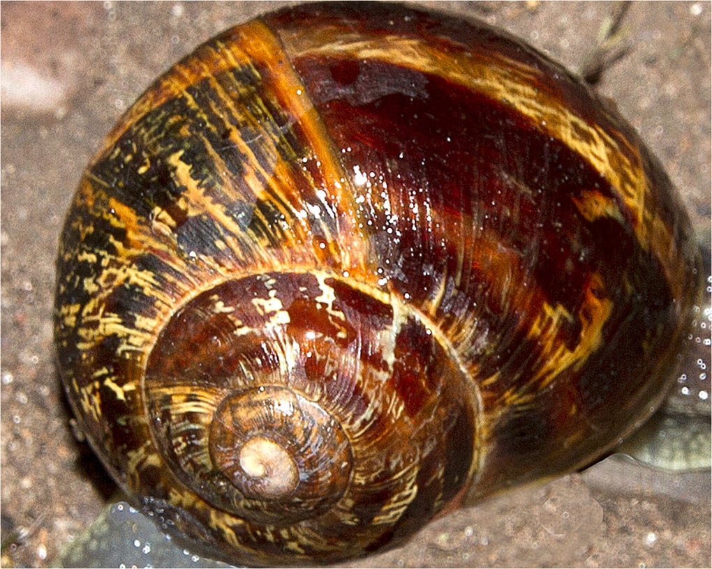 Shell Station
