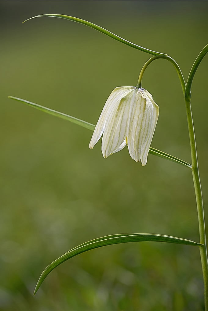 Snakes Head Fritillary
