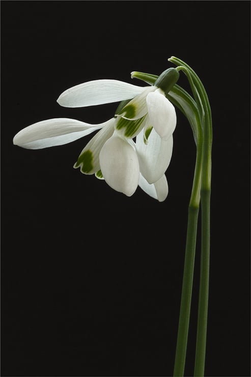 Snowdrops