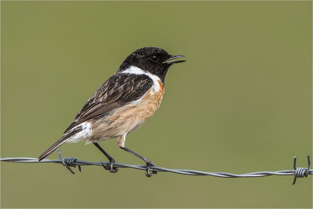 Stonechat