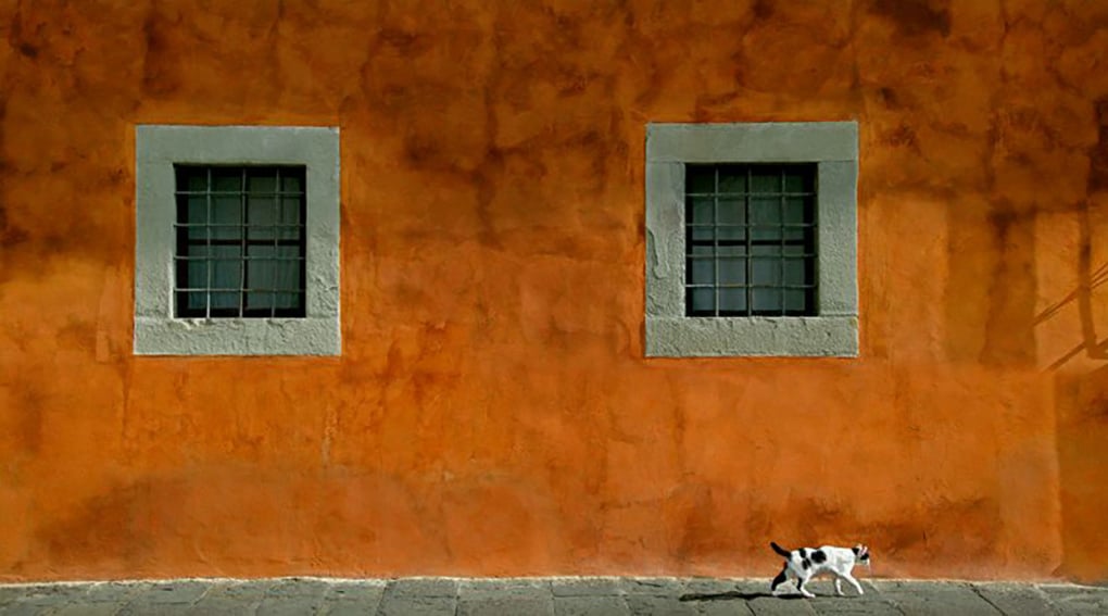 The Cat Walk