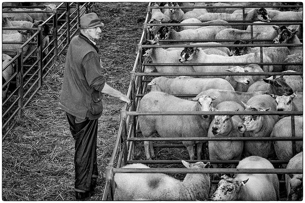 The Stockman
